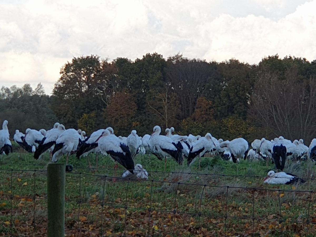 Buitenplaats Reestdal IJhorst エクステリア 写真